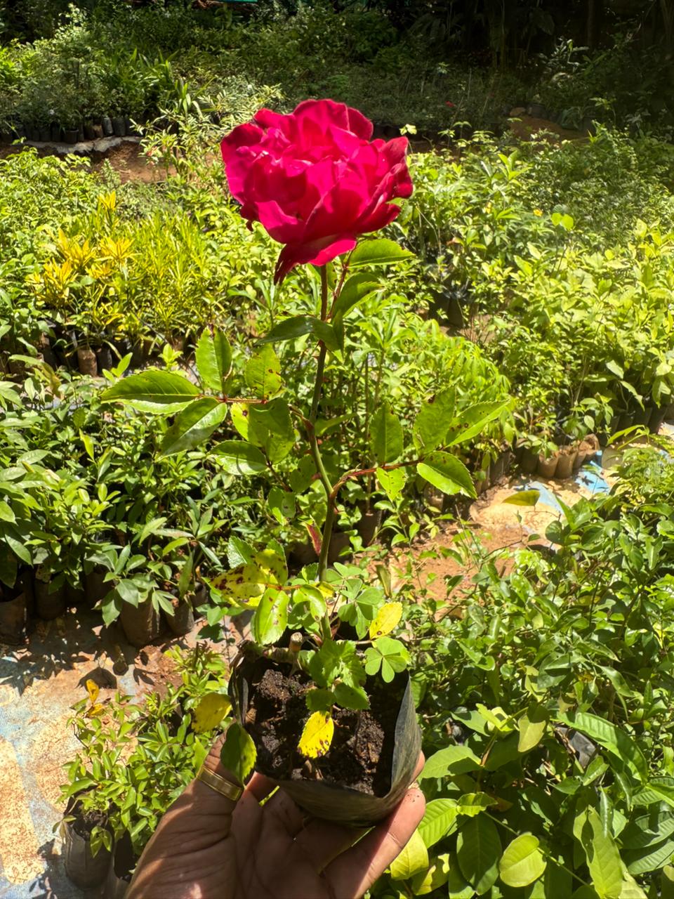 Red Eden Creeper/Climber Rose Live Plant