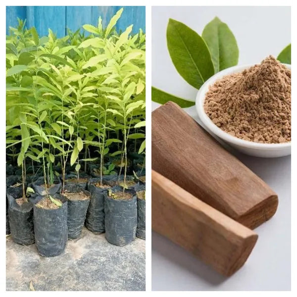 Sandalwood (Sandal) Santalum album Live Plant