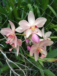 Spathoglottis plicata Cream Ground Orchid