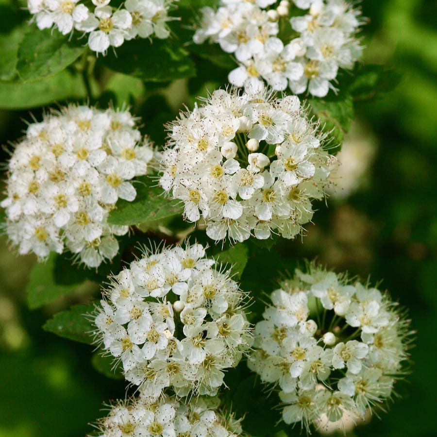 Spirea Cantoniensis Rare All Time Flowering Live Plant