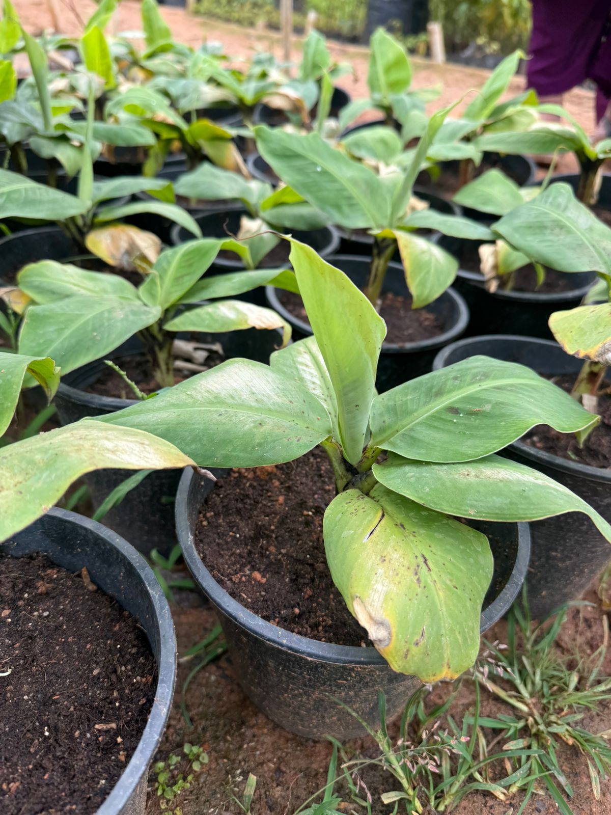 Dwarf Thailand Banana(musa acuminata) Fruit plant
