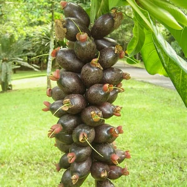 Cut Nut Rare Exotic Fruit Live Plant