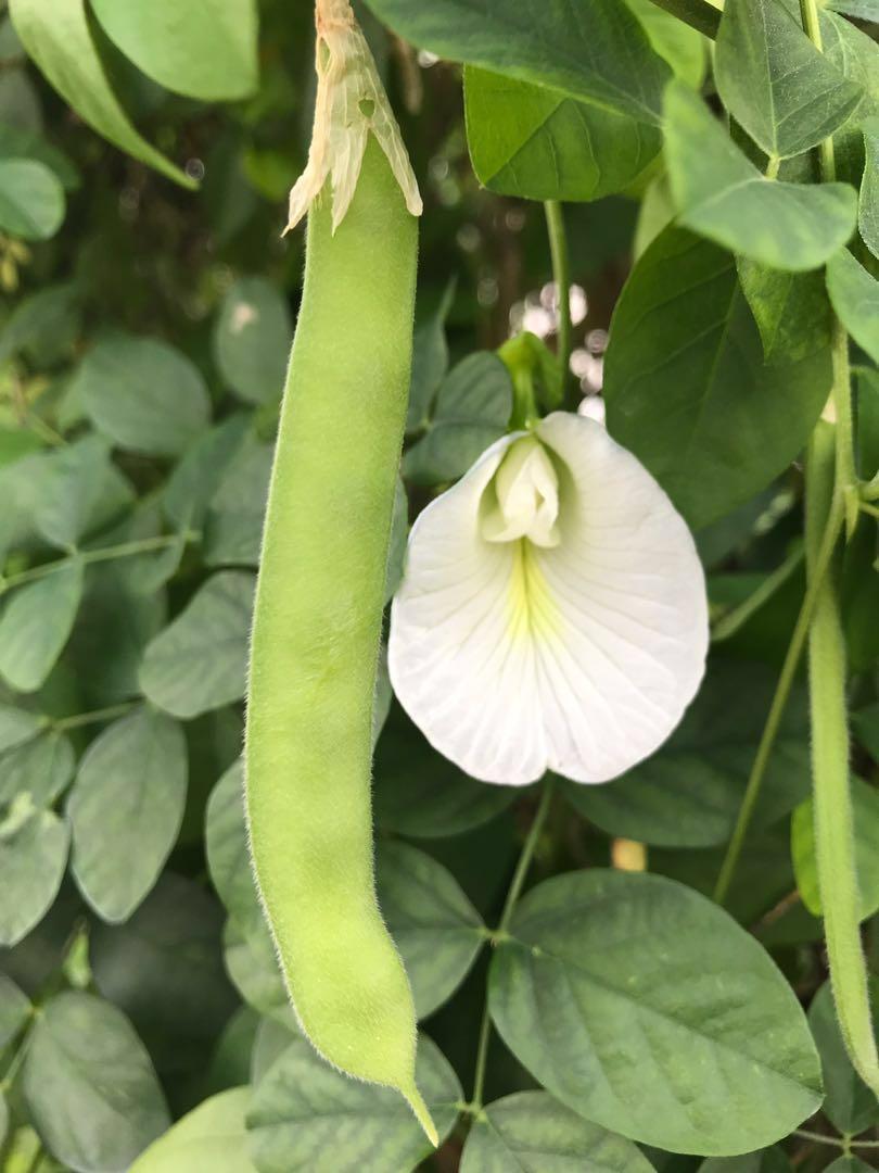 White Butterfly Pea Vine (Clitoria ternatea) Flowering Live Plant