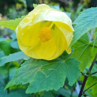 Yellow Lantern Hibiscus Flowering Live Plant