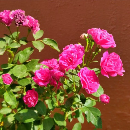 Paneer / Edward Rose Own Rooted Live Plant