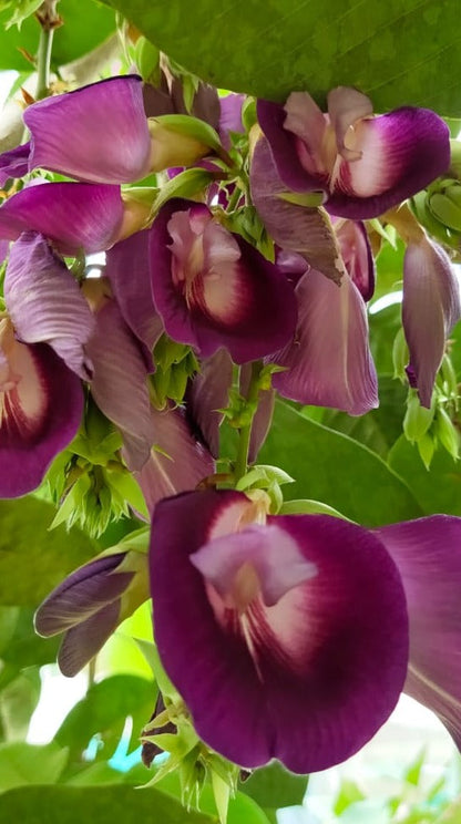 Butterfly Pea Tree (Clitoria arborea) Rare Live Plant