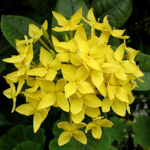 Dwarf Ixora Yellow All Time Flowering Live Plant