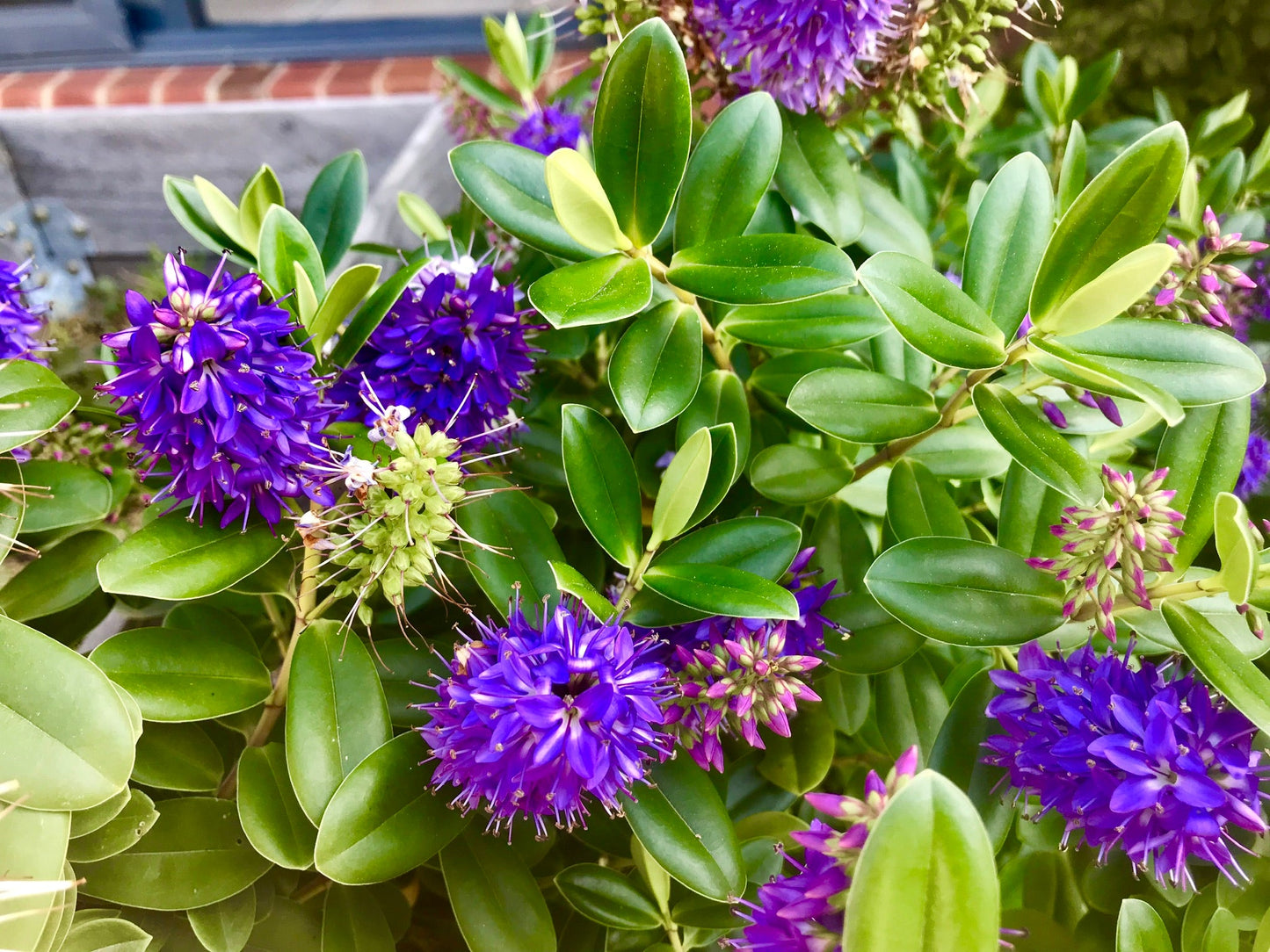 Rare Hebe Speciosa Blue Flowering Live Plant