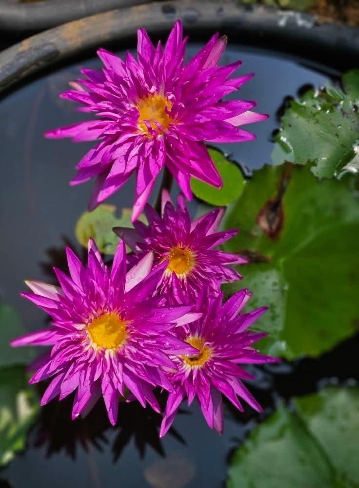 Taweekan waterlily tropical daily bloomer live plant