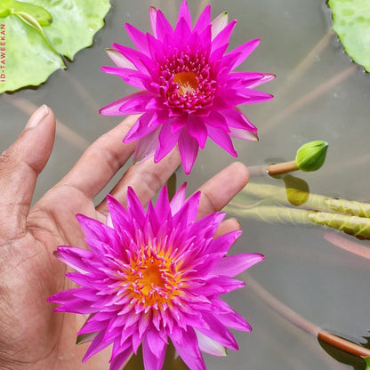 Taweekan waterlily tropical daily bloomer live plant