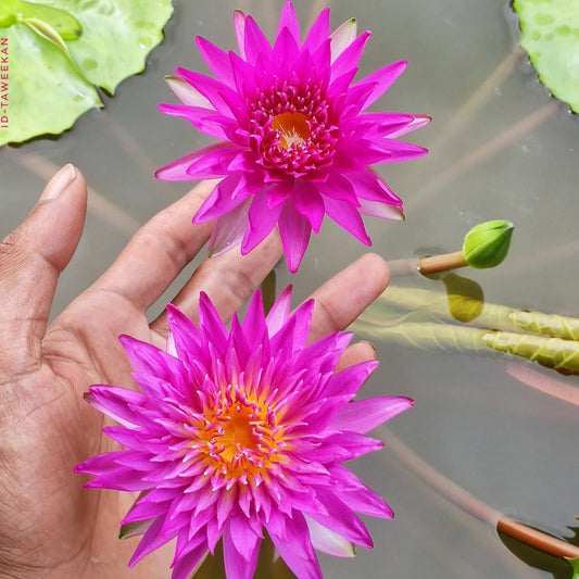 Taweekan waterlily tropical daily bloomer live plant