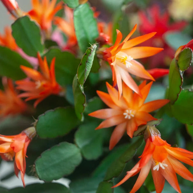 Christmas Cactus Orange Live Plant