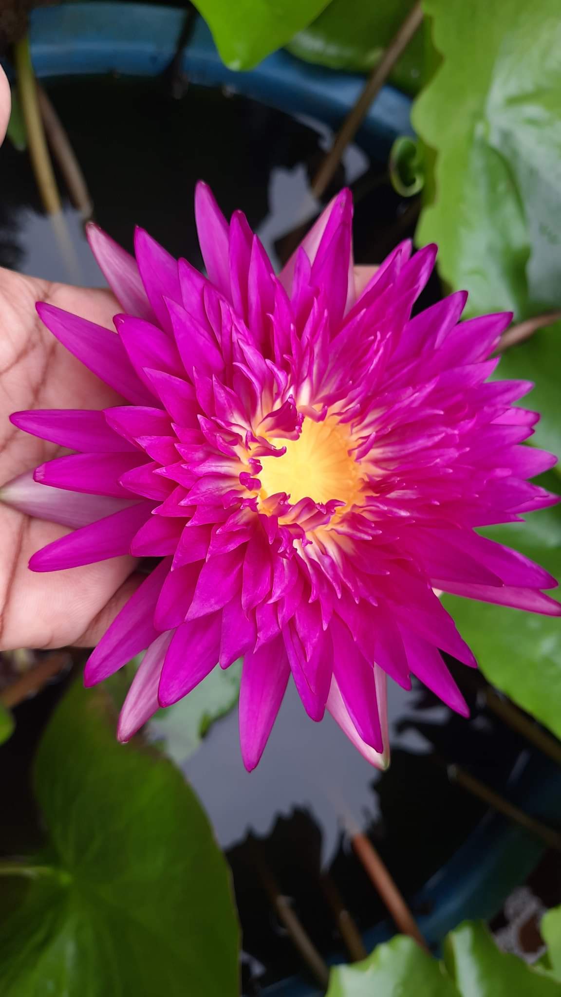 Taweekan waterlily tropical daily bloomer live plant