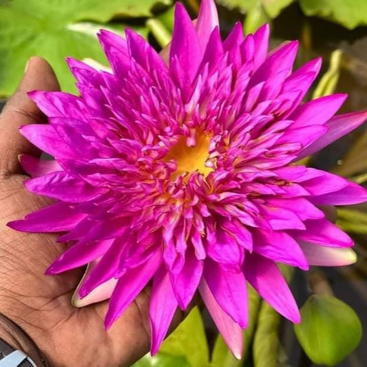 Taweekan waterlily tropical daily bloomer live plant