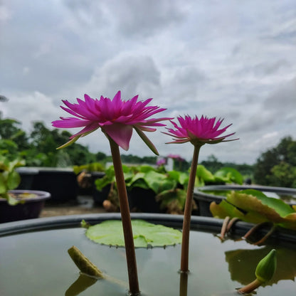 Taweekan waterlily tropical daily bloomer live plant