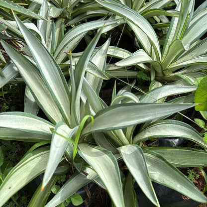 Agave Live Plant