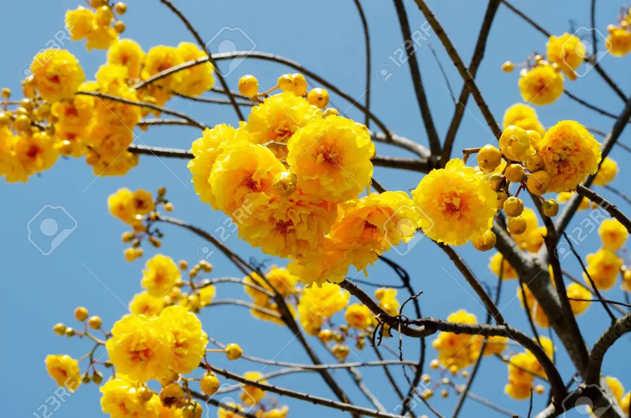 Buttercup Tree (Cochlospermum) Live Plant