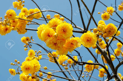 Buttercup Tree (Cochlospermum) Live Plant