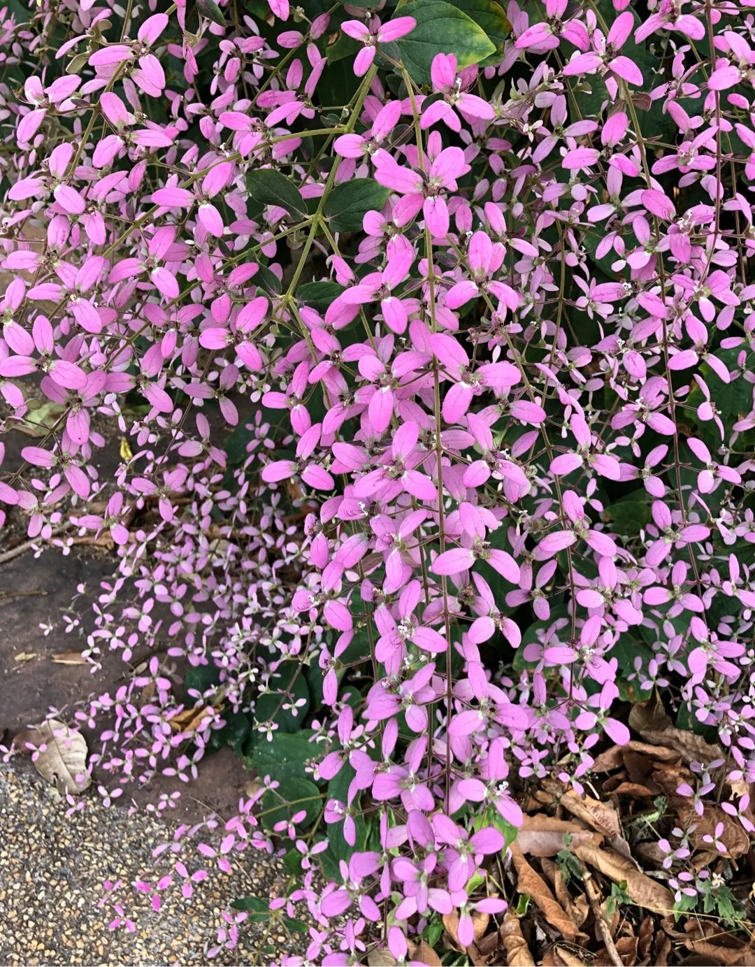 Congea Tomentosa Dark Pink Live Plant