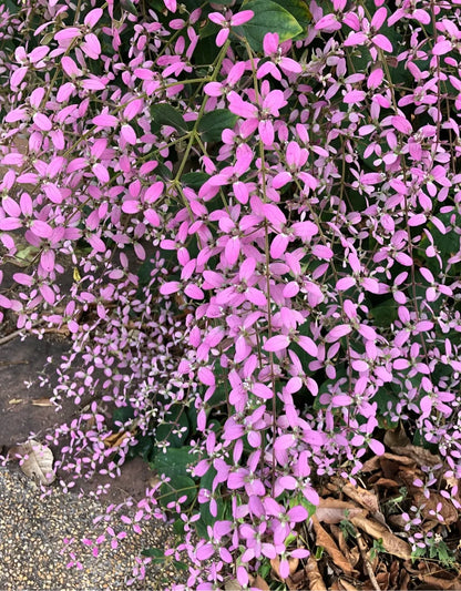 Congea Tomentosa Dark Pink Live Plant