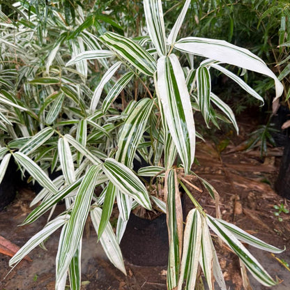 Sasa Fortune Bamboo Live Plant