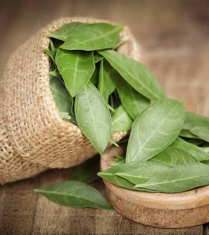 Henna / Mehendi (Maruthani) Live Plant