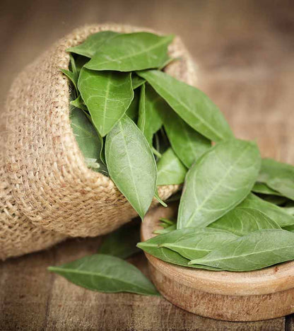 Henna / Mehendi (Maruthani) Live Plant