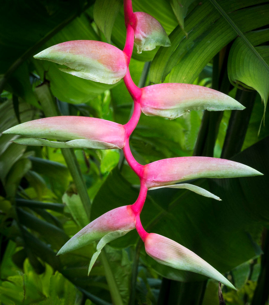 Heliconia chartacea Sexy Pink Flowering Live Plant