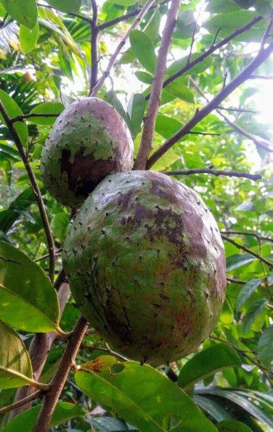 Mountain Soursop Live Plant (Annona Montana)