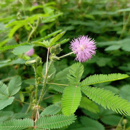 Touch Me Not (Mimosa Pudica) Creeper Medicinal Live Plant