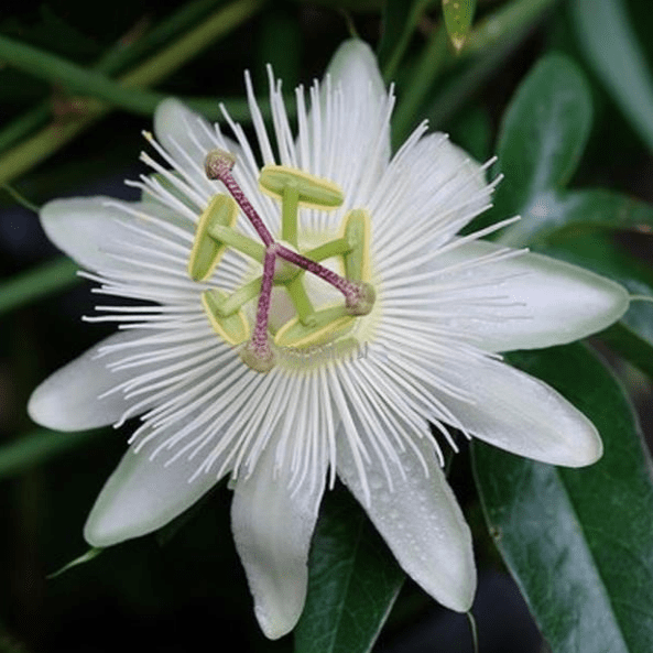 Passiflora Caerulea (Krishna Kamal) White Flowering Live Plant