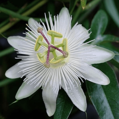 Passiflora Caerulea (Krishna Kamal) White Flowering Live Plant