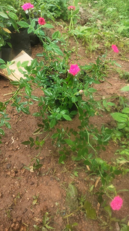 Pink Creeper / Climbing Rose Live Plant