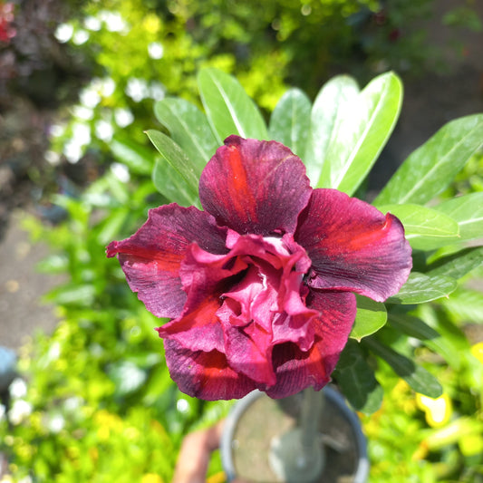 Desert Rose Maroon Double Petal (Adenium obesum) Flowering Live Plant