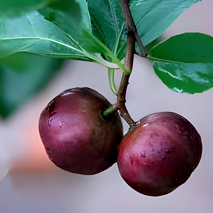 Manila cherry(philippine cherry)  Fruit Live Plant