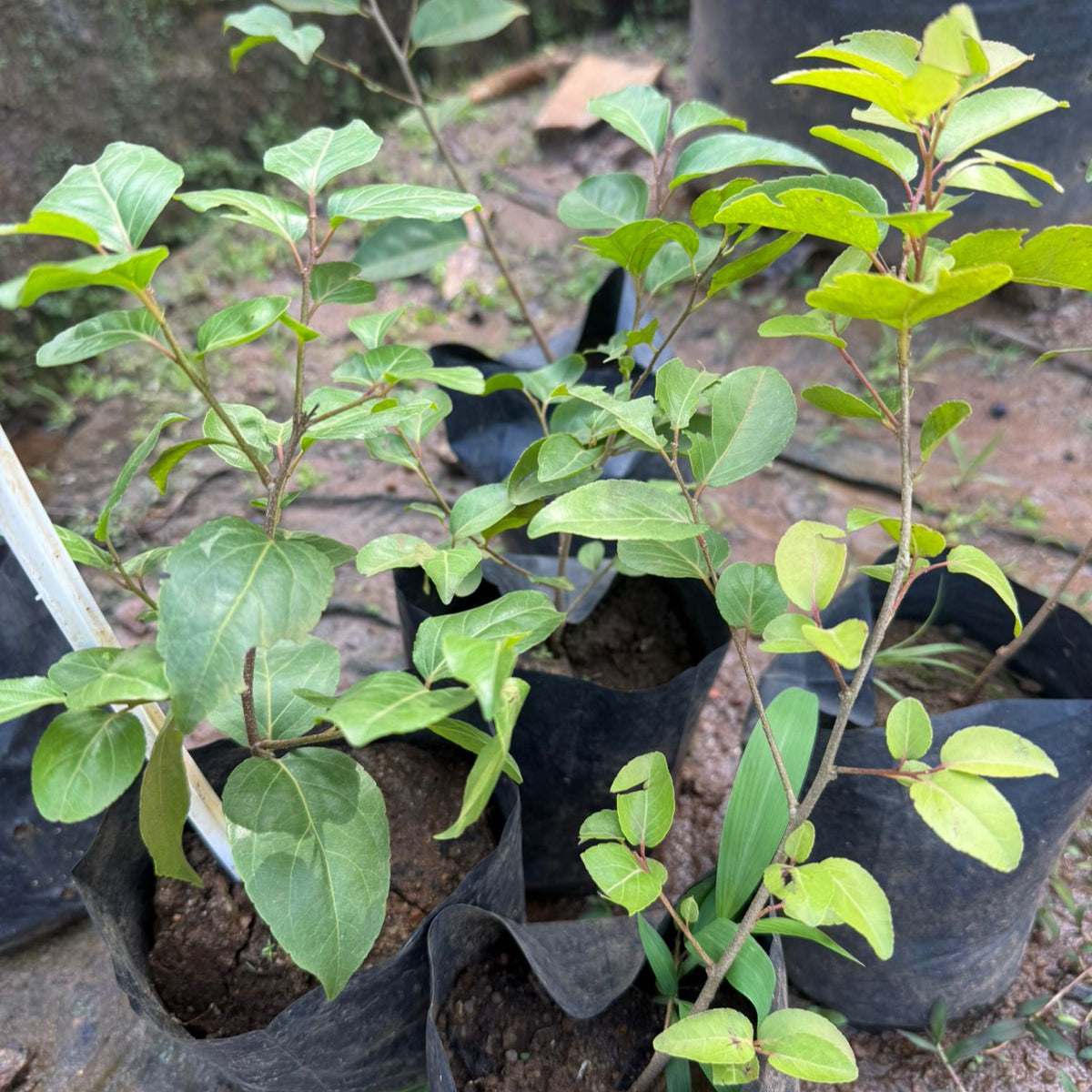 Manila cherry(philippine cherry)  Fruit Live Plant