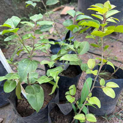 Manila cherry(philippine cherry)  Fruit Live Plant
