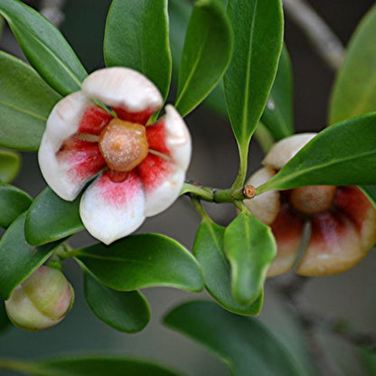 Autograph (Clusia rosea) Flowering Live Plant