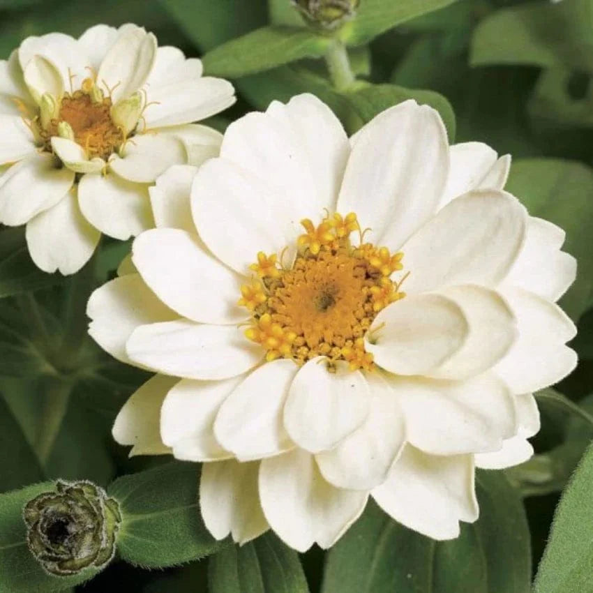 Zinnia White Flowering Live Plant