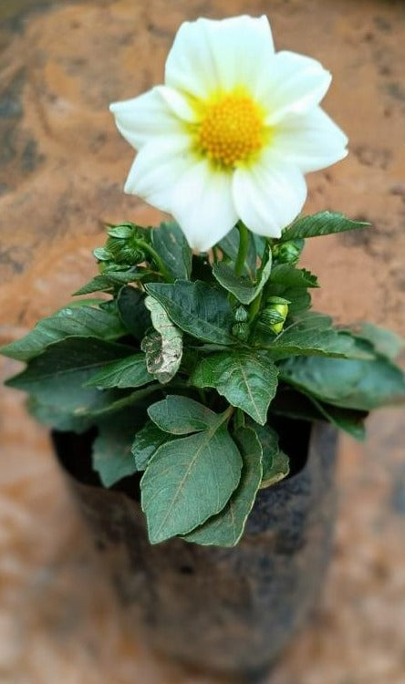 White Dahlia Flowering Live Plant