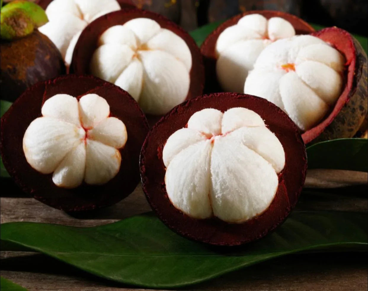 Mangosteen Fruit Live Plant (Garcinia Mangostana)