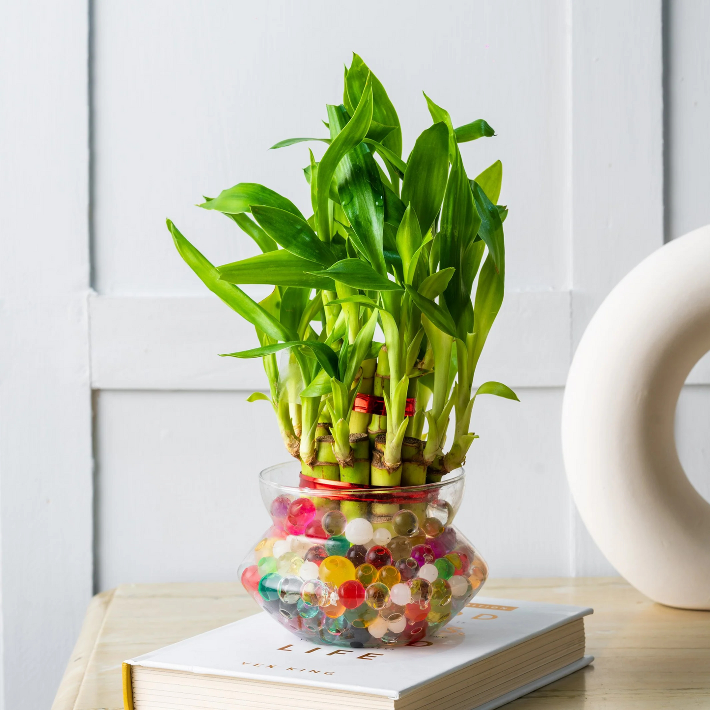 2 Layer Lucky Bamboo Indoor Live Plant