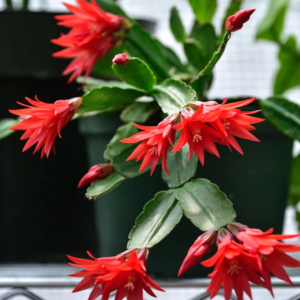 Christmas Cactus Red Live Plant