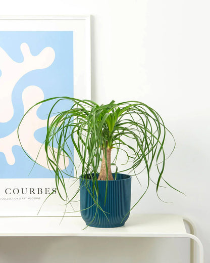 Ponytail (Nolina) Palm Ornamental Live Plant