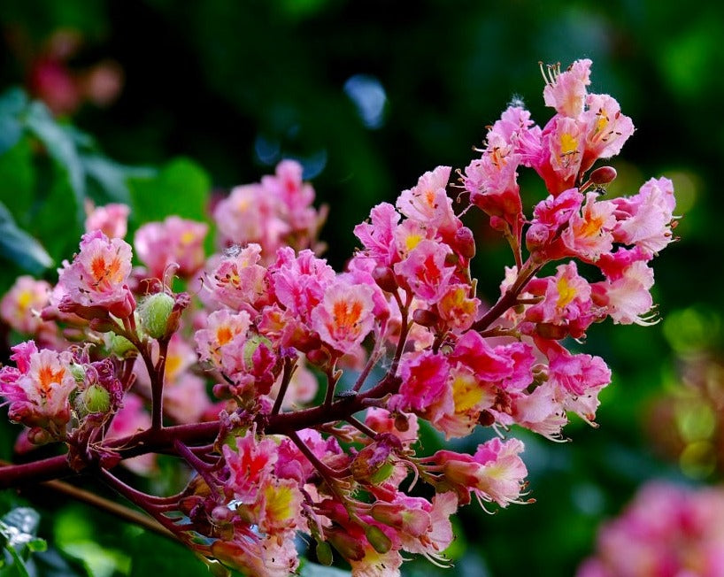 Red Horse-Chestnut Tree (Aesculus x carnea) Rare Live Plant