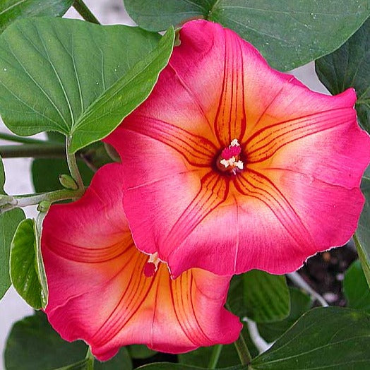 Hawaiian Bell Sunset Vine (Stictocardia Beraviensis) All Time Flowering Live Plant