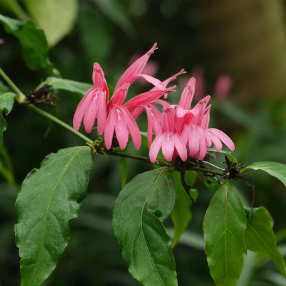 Duck Foot (Justicia brasiliana) Rare All Time Flowering Live Plant