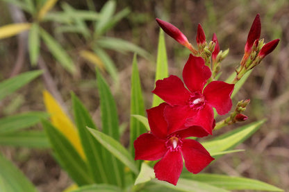 Arali Red Single Petal (Nerium oleander) All Time Flowering Live Plant