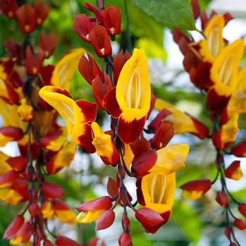 Thunbergia mysorensis Rare Flowering Live Plant