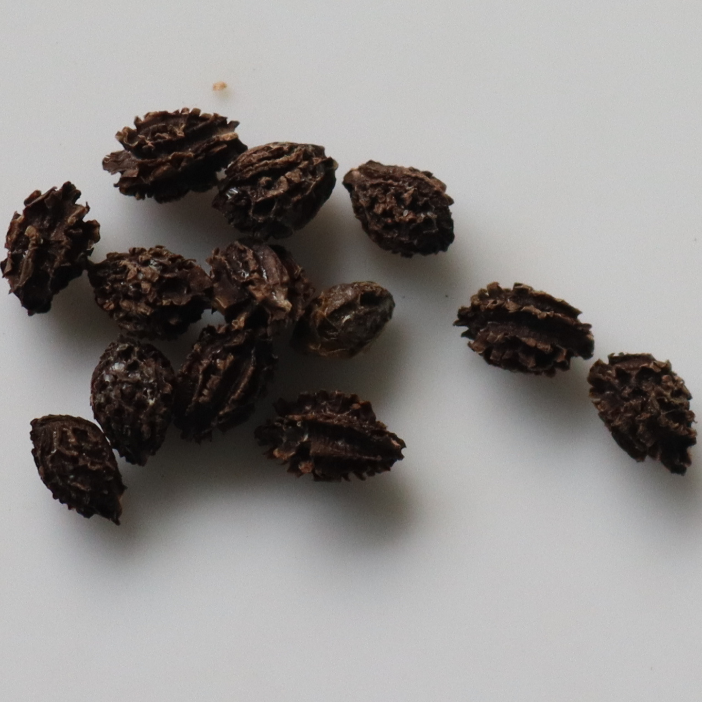 Organic Red Lady Papaya Seeds - Open Pollinated